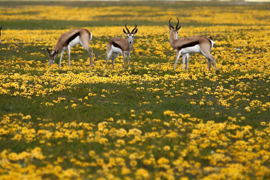 Thali Thali Game Lodge Langebaan Esterno foto