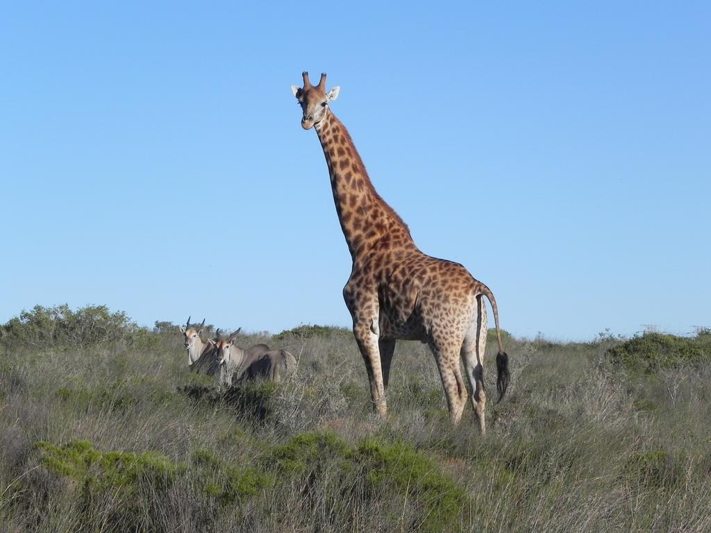 Thali Thali Game Lodge Langebaan Esterno foto