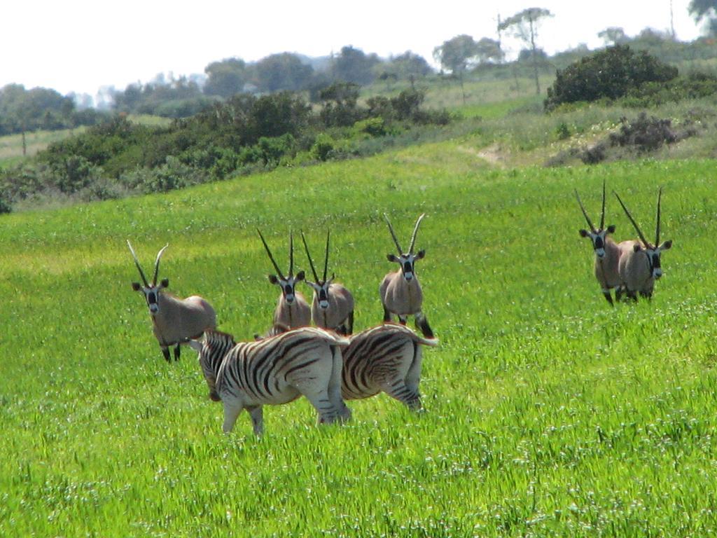 Thali Thali Game Lodge Langebaan Esterno foto